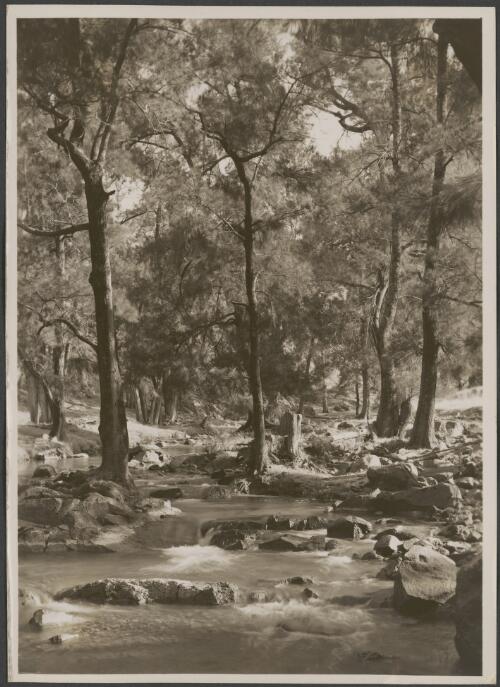 Cotter River, Canberra, 2 [picture] / R.C. Strangman