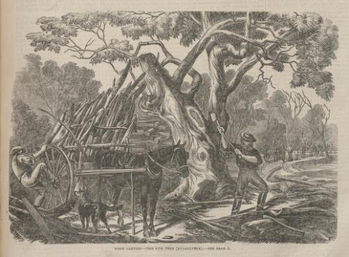 Wood carting - the gum tree (eucalyptus), 1862 [picture]