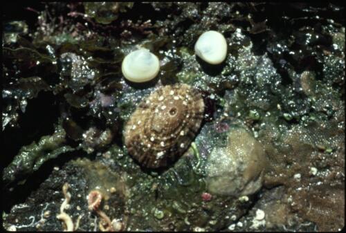 The keyhole-limpet, diodora lineata with small bivalves, Kellia, Long Reef, New South Wales, October 1979 [transparency] / Isobel Bennett