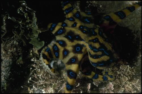 Blue-ringed octopus, Hapalochlaena maculosa, Long Reef, New South Wales, 26 January 1986 [transparency] / Isobel Bennett