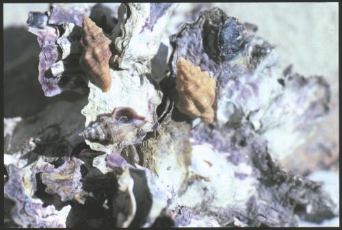 The small oyster-borer, Bedeva paivae, Wooli Bay, New South Wales, 27 July 1986 [transparency] / Isobel Bennett
