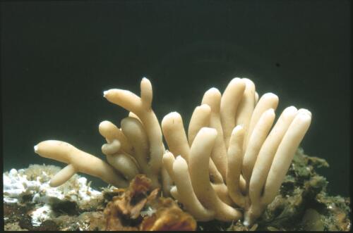 Cluster of small calcareous sponges, Sycon, on the underside of a boulder, Heron Reef, Queensland [?], ca. 1986 [transparency] / Isobel Bennett