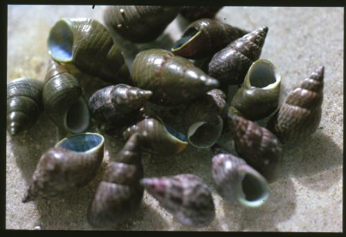 Kelp shells Phasianotrochus eximius, Wilsons Head, Wooli, New South Wales, August 1986 [transparency] / Isobel Bennett