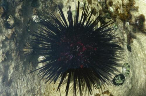 The long spined urchin Centrostephanus rodgersii, Bottle and Glass Rocks, New South Wales, January 1986 [transparency] / Isobel Bennett