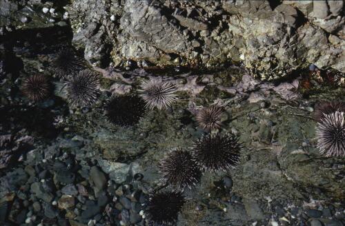 Three colour varieties of the tropical sea-urchin, Echinometra mathei at Diggers Head, Wooli, New South Wales, June 1979 [transparency] / Isobel Bennett