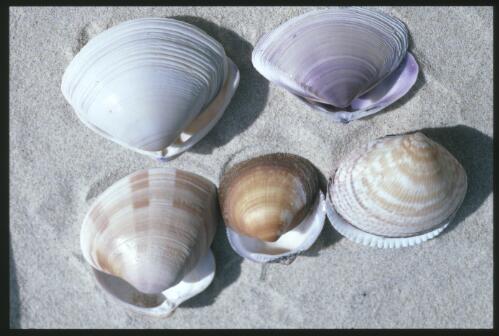 Ocean beach shells, Glycymeris flammeus, Glycymeris strialatus and two Mactra rufescens, Wooli, New South Wales, 27 July 1986 [transparency] / Isobel Bennett