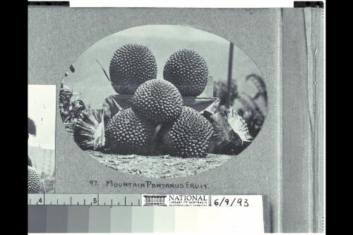 Mountain pandanus fruit [picture] / C.H. Karius