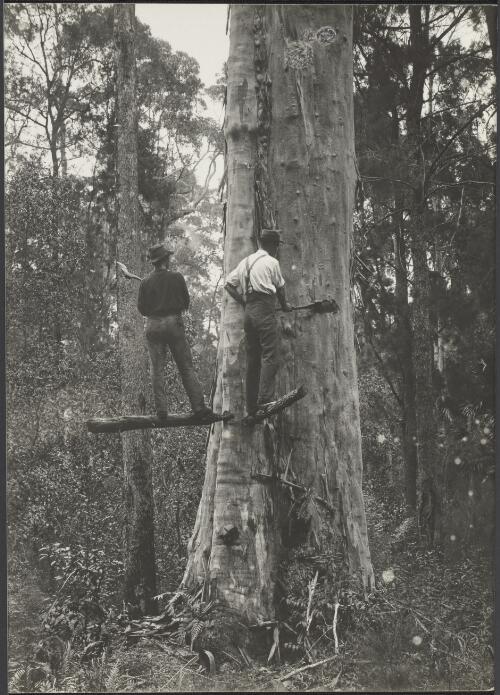 Felling a white gum, Myall Lakes, North coast of New South Wales [picture]