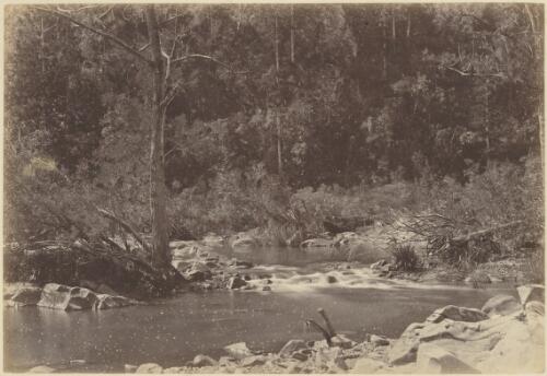 Creek running through bush land, New South Wales?, 1870s? [picture] / J.W. Lindt