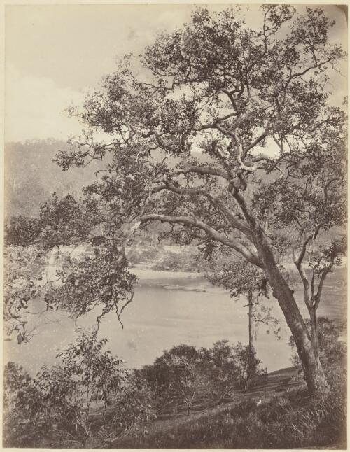Eucalypt and river, New South Wales?, 1870s? [picture] / J.W. Lindt