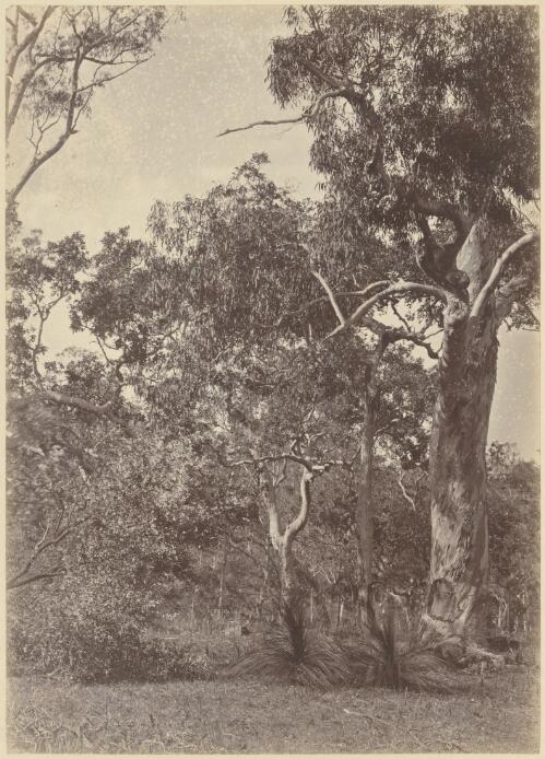 Eucalypts and grass trees, New South Wales?, 1870s? [picture] / J.W. Lindt