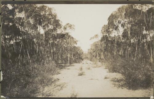 A track through the mallee scrub, Dubbo Region, New South Wales, ca. 1915 [picture] / E.C. Kempe