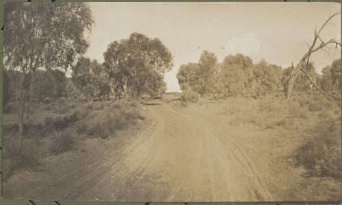 Myall trees in the saltbush country, Dubbo Region, New South Wales, ca. 1915 [picture] / E.C. Kempe