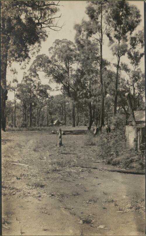 Through the ironbark forest, Dubbo Region, New South Wales, ca. 1915 [picture] / E.C. Kempe