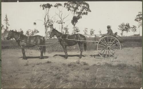 Tandem team of horses and sulky, New South Wales, ca. 1915 [picture] / E.C. Kempe