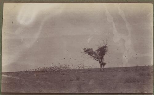 A flock of galahs rising from the ground, New South Wales, ca. 1915 [picture] / E.C. Kempe