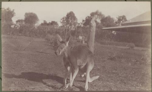 A kangaroo, New South Wales, ca. 1915 [picture] / E.C. Kempe