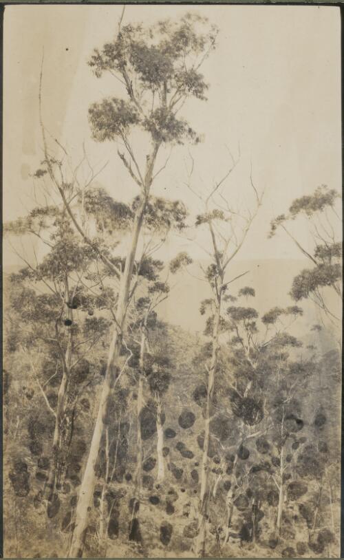 Glimpses in the Blue Mountains, New South Wales, May 1914, 1 [picture] / E.C. Kempe