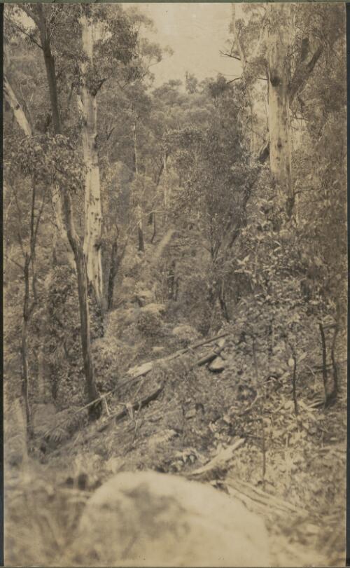 Glimpses in the Blue Mountains, New South Wales, May 1914, 2 [picture] / E.C. Kempe