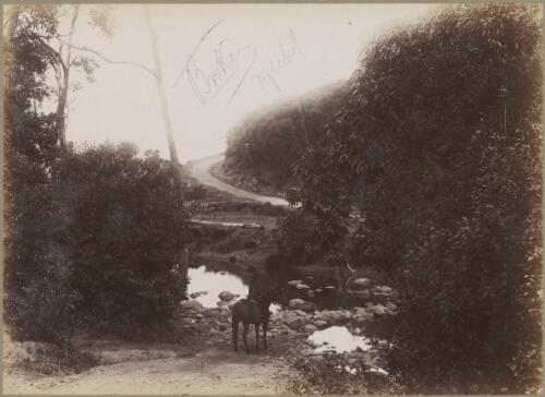 Creek at Stanwell Park, New South Wales, ca. 1880s [picture] / Charles Kerry
