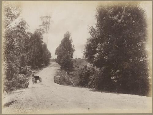 Bulli Road, Clifton, New South Wales, ca. 1880s [picture] / Charles Kerry