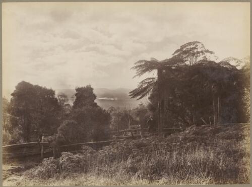 Fern trees, Illawarra, New South Wales, ca. 1880s [picture] / Charles Kerry
