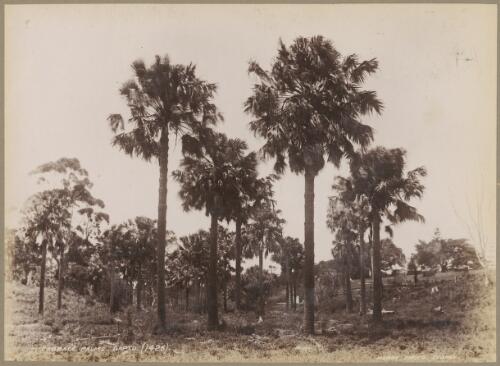 Cabbage palms, Dapto, New South Wales, ca. 1880s [picture] / Charles Kerry