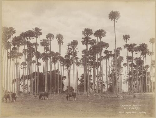 Cabbage palms, Illawarra, New South Wales, ca. 1880s [picture] / Charles Kerry