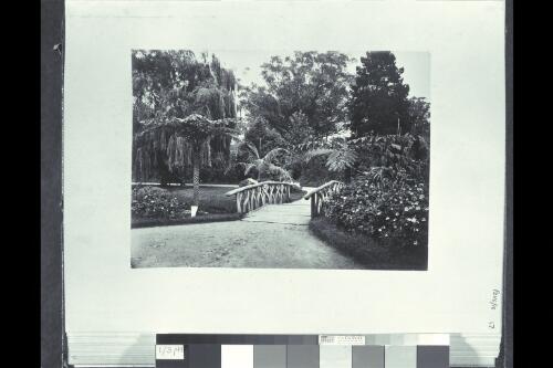 [Botanic Gardens] [picture] / J. Paine, Sydney