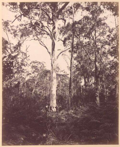 Blue gum tree, 18 ft in circumference, Valley of the Grose, [Blue Mountains, N.S.W.], 1872 [picture]