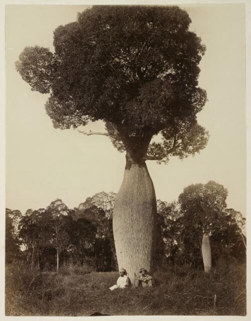 Two men sitting under a bottle tree, Roma region, Queensland [picture] / Reckitt and Mills