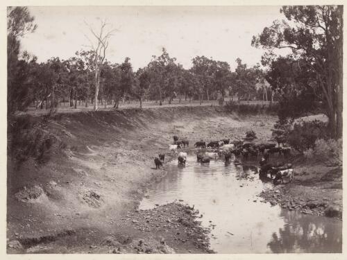 [Cattle watering in partly dry riverbed, Queensland] [picture]