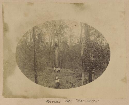 Girls standing amongst the trees at Rainworth, Brisbane, Queensland, ca. 1890 [picture]
