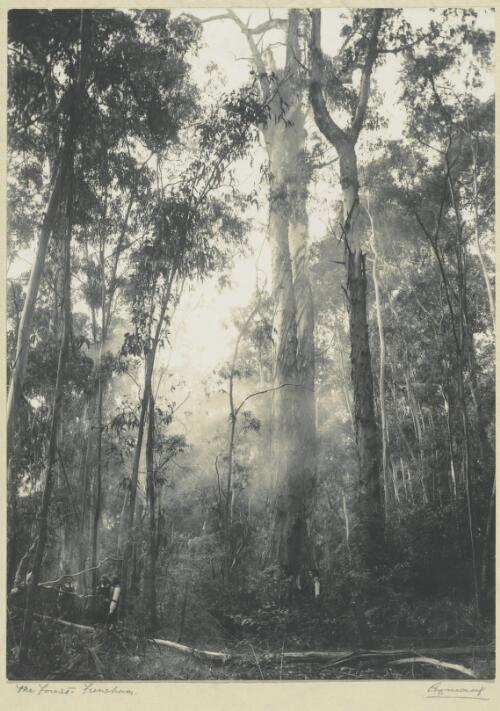 The forest, Frensham, Mittagong, New South Wales [picture] / Cazneaux