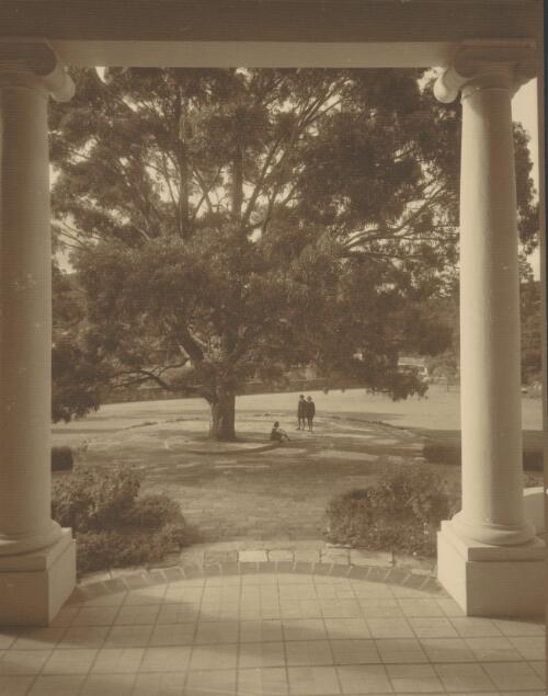 The big gumtree at Frensham School, Mittagong, New South Wales, 1934 [picture] / Harold Cazneaux