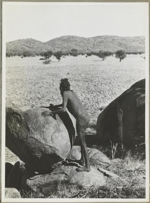 Stone, mass of gum left behind by Marlili, Northern Territory, 1947, [picture] / Arthur Groom