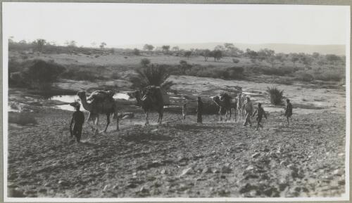 Luvera, Gilbert, Groom and camels, Northern Territory, 1947 [picture] / Arthur Groom