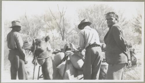 Three unidentified Aboriginal Australians loading a camel, south of George Gill Range, Northern Territory, 1947 [picture] / Arthur Groom