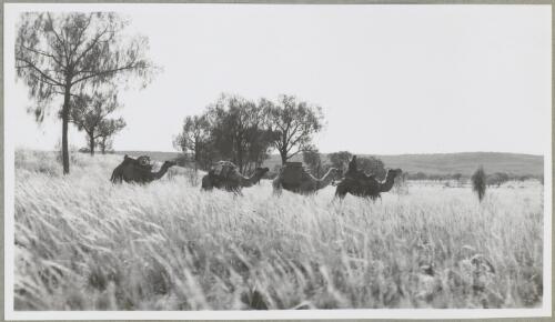 Reedy desert and desert oaks between George Gills Range and Lake Amadeus, Northern Territory, 1947, [picture] / Arthur Groom