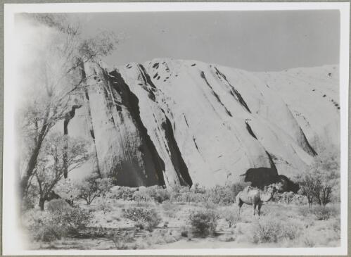 Camels at the base of Uluru, Northern Territory, 1947 [picture] / Arthur Groom