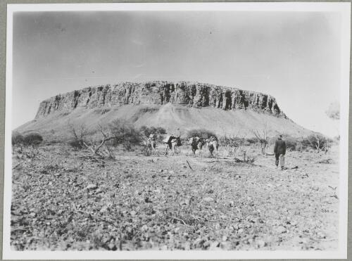 Arthur Groom and the camels at Mount Conner, Northern Territory, 1947 [picture] / Arthur Groom