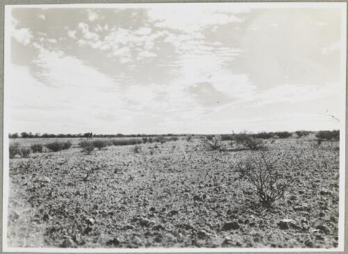 To Angas Downs, Northern Territory, 1947, 9 [picture] / Arthur Groom