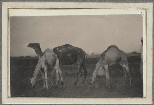 Photograph of three camels, Middle East, ca. 1917, 2 [picture] / Walter Henry Shiers