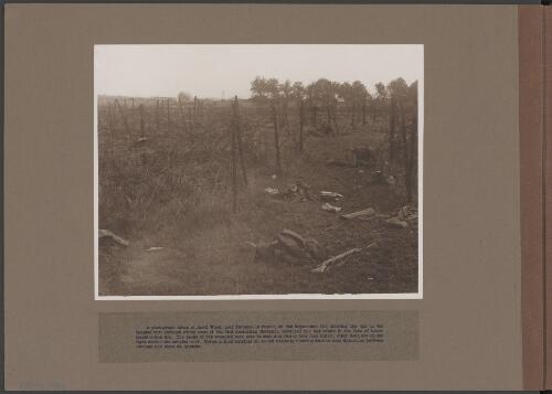 Five men wounded and four men killed during heavy machine gun fire at Anvil Wood, near Peronne, France, 1 September 1918 [picture] / Frank Hurley