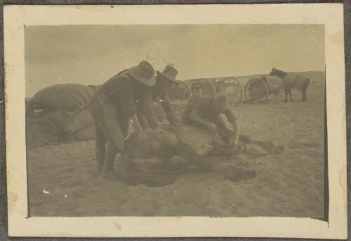 Soldiers shoeing a wild horse, Egypt / Noel Minchin