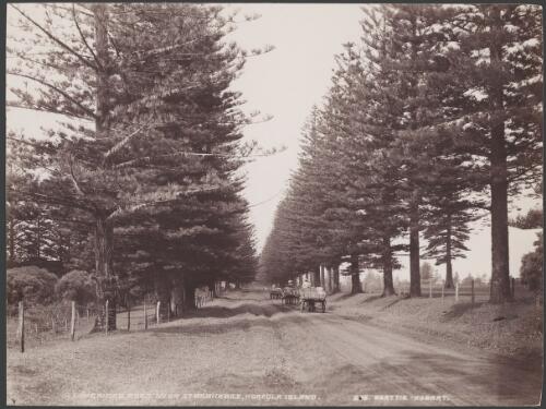 Horses and carts on Longridge road near St. Barnabas, Norfolk Island, 1906 / J.W. Beattie