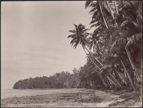 Coast at Honggo, Florida, Solomon Islands, 1906 / J.W. Beattie