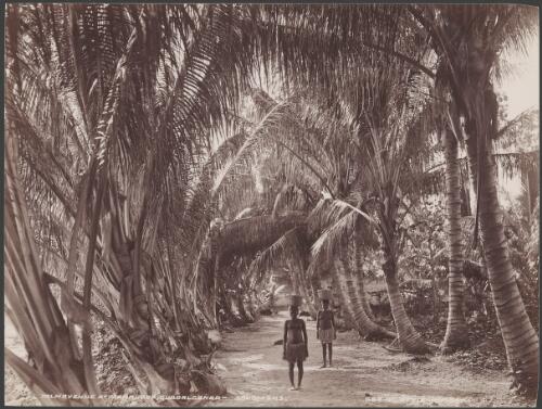 Two women carrying baskets on their heads along Palm Avenue, Maravovo, Solomon Islands, 1906 / J.W. Beattie