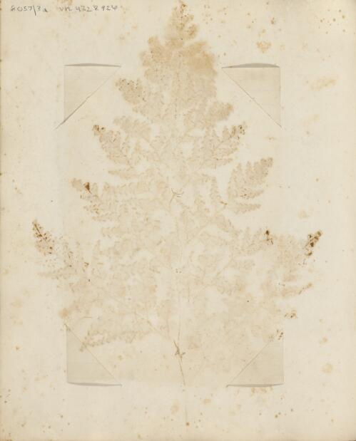Botanical specimen impression from New Caledonia, ca. 1870s [picture]