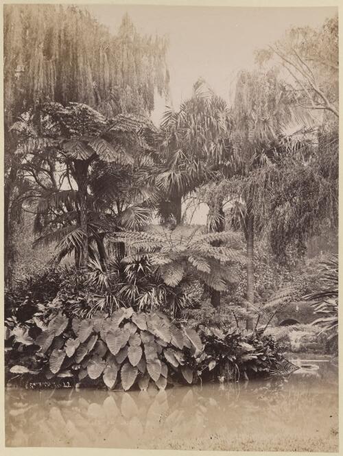Botanic Gardens, Sydney [picture] / Charles Bayliss